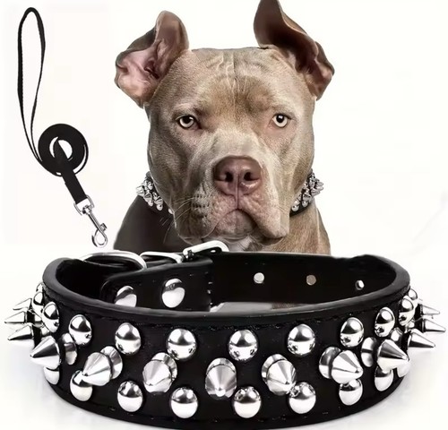 Collare cane pelle con - , borchie